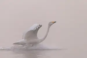 Brume: Chine, Province de Henan, Sanmenxia, Cygne chanteur