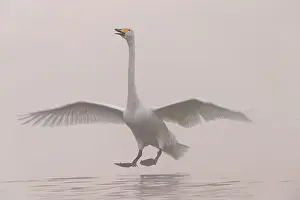 Brume: Chine, Province de Henan, Sanmenxia, Cygne chanteur