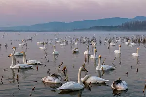 Ville: Chine, Province de Henan, Sanmenxia, Cygne chanteur