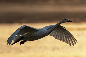 Coucher: Chine, Province de Henan, Sanmenxia, Cygne chanteur