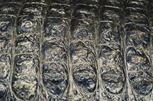 Yangtze: Chinese Alligator