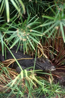 Alligatoridae: Chinese Alligator