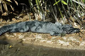 Sinensis: Chinese Alligator