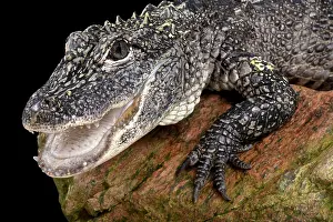 Sinensis: Chinese alligator (Alligator sinensis), China