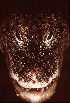 Alligators: CHINESE ALLIGATOR - Close up of head