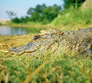 Hitchhiking: Chinese Alligator - With Frog on Alligator's head