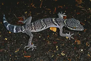 Eublepharidae: Chinese Bark Gecko