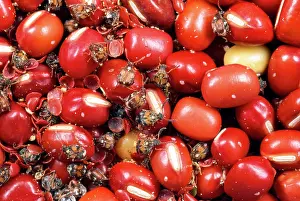 Chinensis: Chinese Bean Beetles - infestation in aduki beans