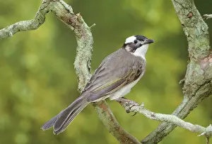 Bulbul: Chinese Bulbul