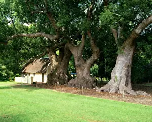 1700: Chinese Camphor Tree - planted in 1700, declared