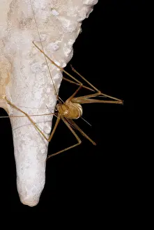 Subterranean: Chinese Cave Cricket