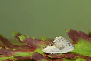 Characters: Chinese Character Moth
