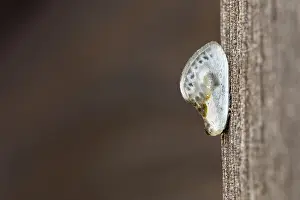 160118: Chinese Character Moth - Cornwall - UK