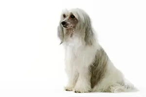 Powder: Chinese Crested Dog