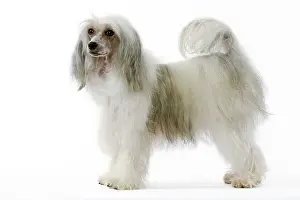 Powder: Chinese Crested Dog