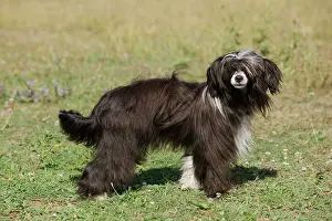 Powder: Chinese Crested Dog