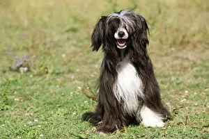 Powder: Chinese Crested Dog