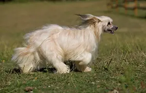 Powder: Chinese Crested Dog