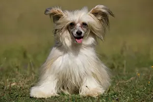 Powder: Chinese Crested Dog