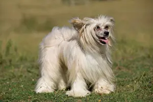 Powder: Chinese Crested Dog