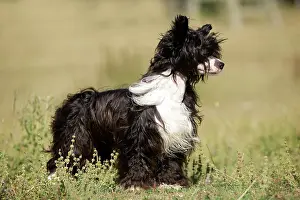 Powder: Chinese Crested Dog