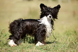 Powder: Chinese Crested Dog