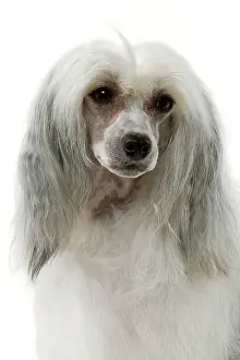 Powder: Chinese Crested Dog