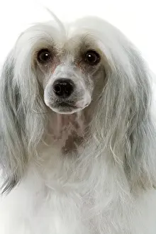 Powder: Chinese Crested Dog