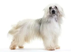 Powder: Chinese Crested Dog