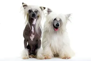 Powder: Chinese Crested Dog