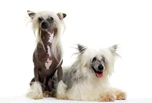 Powder: Chinese Crested Dog