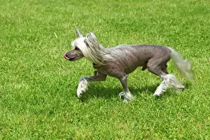 Wierd: Chinese Crested Dog