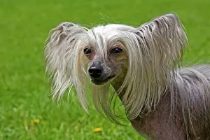 Wierd: Chinese Crested Dog