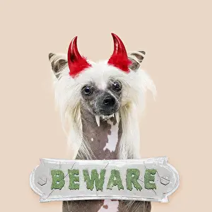 161118: Chinese Crested Dog dressed for Halloween with