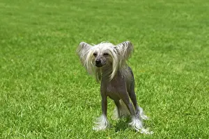Sized: Chinese crested dog in the grass - France