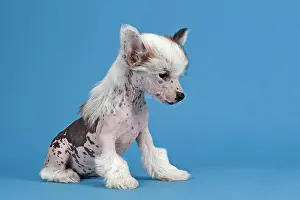 Nude: Chinese Crested Dog, hairless, puppy, 7 weeks