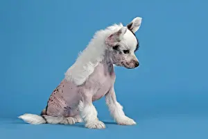 Nude: Chinese Crested Dog, hairless, puppy, 7 weeks