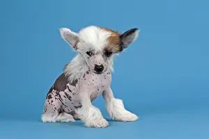 Nude: Chinese Crested Dog, hairless, puppy, 7 weeks