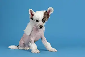 Nude: Chinese Crested Dog, hairless, puppy, 7 weeks