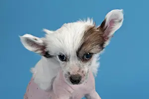 Nude: Chinese Crested Dog, hairless, puppy, 7 weeks