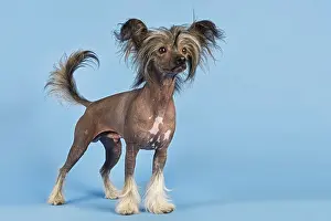 Variant: Chinese Crested Dog, hairless variant, male, 2 years