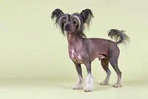 Variant: Chinese Crested Dog, hairless variant, male, 2 years