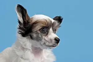 Powder: Chinese Crested Dog, Powder Puff, puppy, 7 weeks