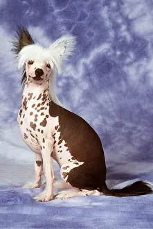 Hairstyles: Chinese Crested DOG - sitting in studio