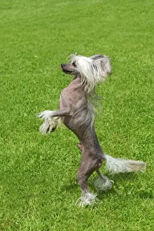 Wierd: Chinese Crested Dog - standing on hind legs