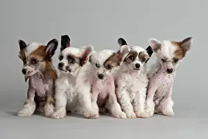 Powder: Five Chinese Crested Dogs, hairless and powder puff
