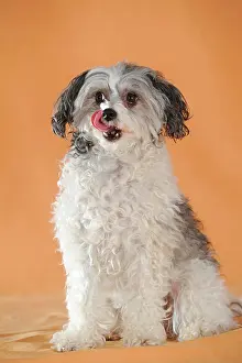 Lick: Chinese Crested Hairless Dog, Powderpuff, sitting