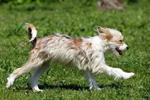 Powder: Chinese Crested Powder Puff Dog
