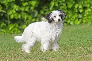 Powder: Chinese crested / Powder puff Dog