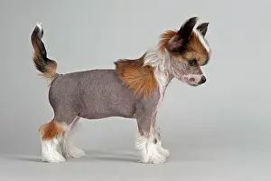 Pedi: Chinese Crested puppy, 7 weeks, Hairless
